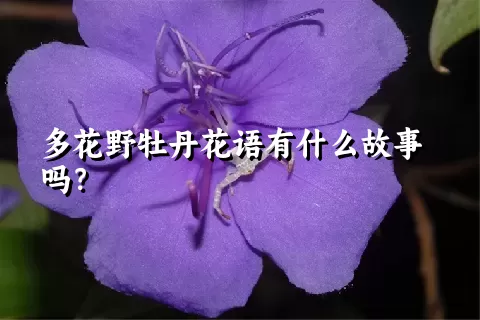 多花野牡丹花语有什么故事吗？