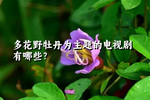 多花野牡丹为主题的电视剧有哪些？