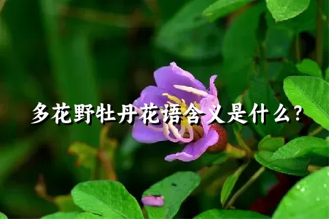 多花野牡丹花语含义是什么？