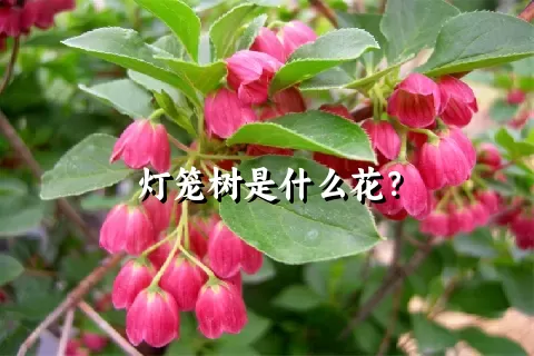 灯笼树是什么花？