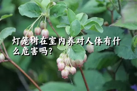 灯笼树在室内养对人体有什么危害吗？