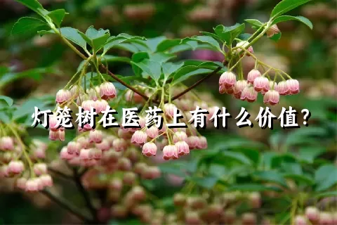 灯笼树在医药上有什么价值？