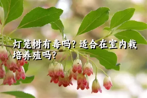 灯笼树有毒吗？适合在室内栽培养殖吗？