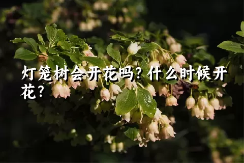 灯笼树会开花吗？什么时候开花？