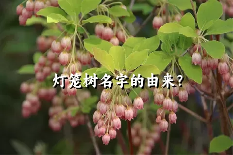 灯笼树名字的由来？