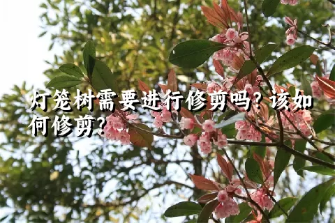 灯笼树需要进行修剪吗？该如何修剪？