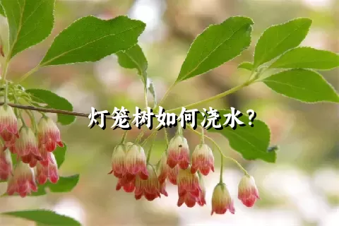 灯笼树如何浇水？