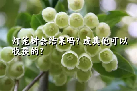 灯笼树会结果吗？或其他可以收获的？