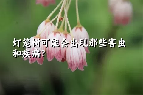 灯笼树可能会出现那些害虫和疾病？