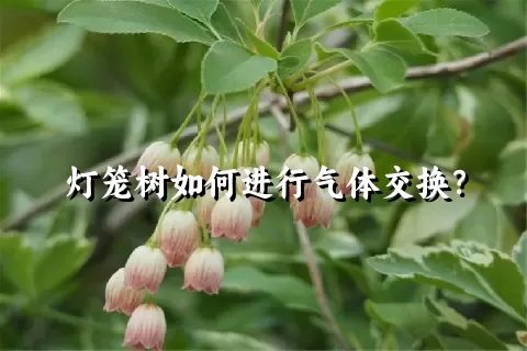 灯笼树如何进行气体交换？