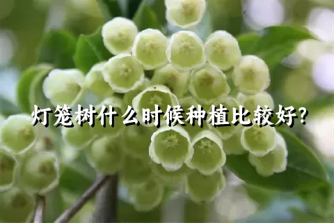 灯笼树什么时候种植比较好？