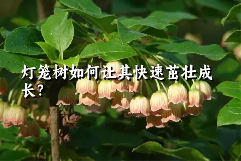 灯笼树如何让其快速茁壮成长？