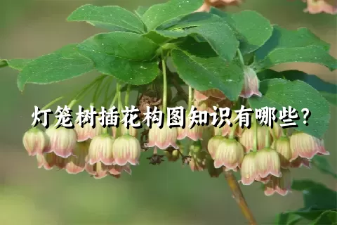 灯笼树插花构图知识有哪些？