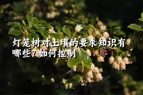 灯笼树对土壤的要求知识有哪些？如何控制