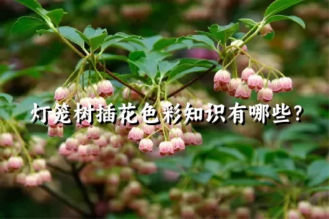 灯笼树插花色彩知识有哪些？