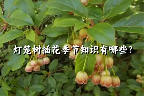 灯笼树插花季节知识有哪些？