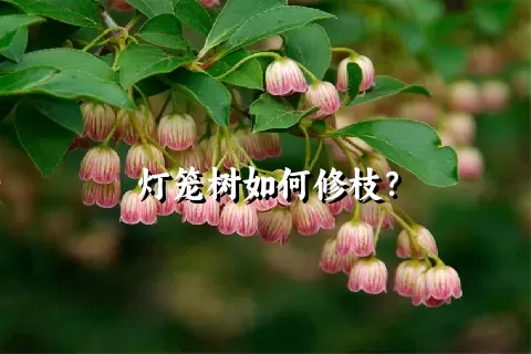 灯笼树如何修枝？