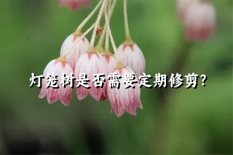 灯笼树是否需要定期修剪？