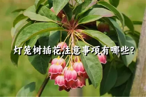 灯笼树插花注意事项有哪些？