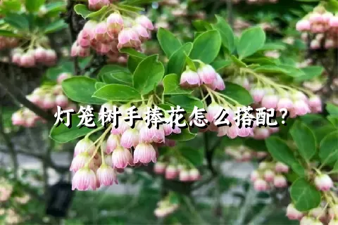 灯笼树手捧花怎么搭配？