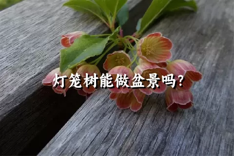 灯笼树能做盆景吗？