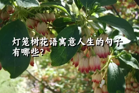 灯笼树花语寓意人生的句子有哪些？