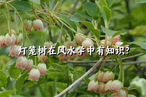 灯笼树在风水学中有知识？