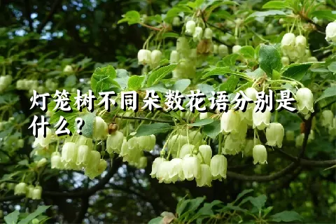 灯笼树不同朵数花语分别是什么？