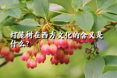 灯笼树在西方文化的含义是什么？