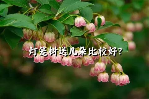 灯笼树送几朵比较好？