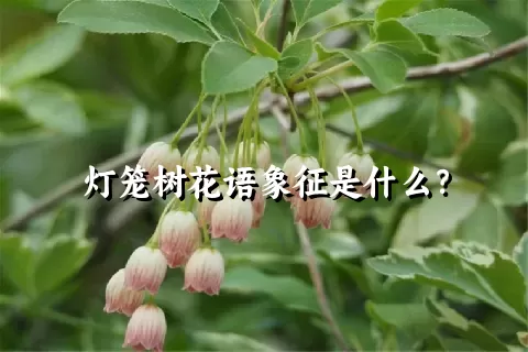 灯笼树花语象征是什么？