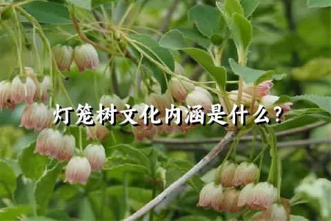 灯笼树文化内涵是什么？