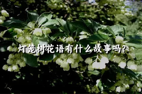 灯笼树花语有什么故事吗？