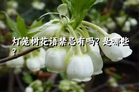 灯笼树花语禁忌有吗？是哪些？