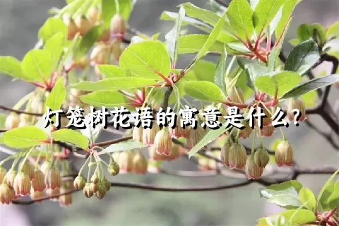 灯笼树花语的寓意是什么？