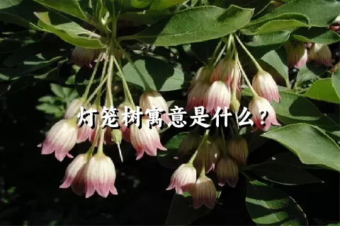 灯笼树寓意是什么？