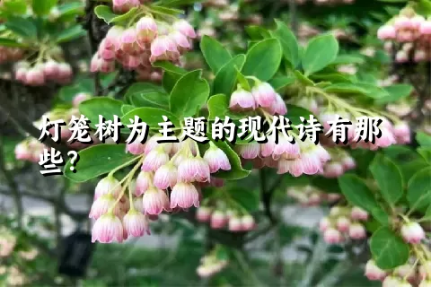 灯笼树为主题的现代诗有那些？