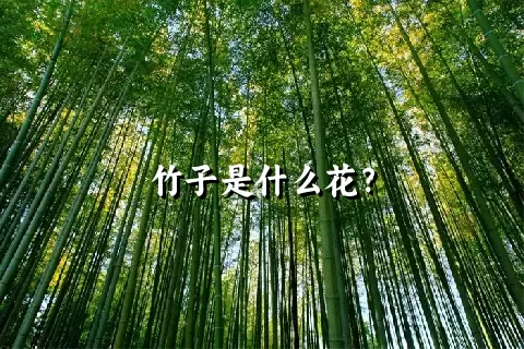 竹子是什么花？