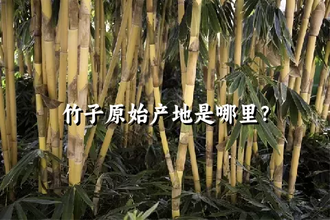 竹子原始产地是哪里？