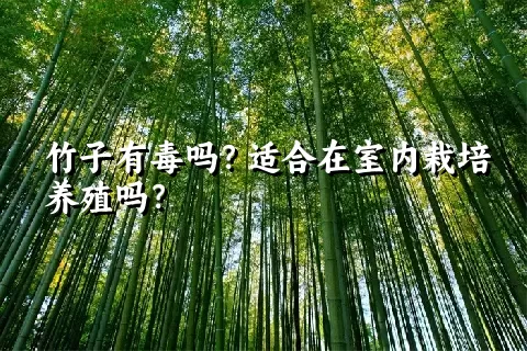 竹子有毒吗？适合在室内栽培养殖吗？