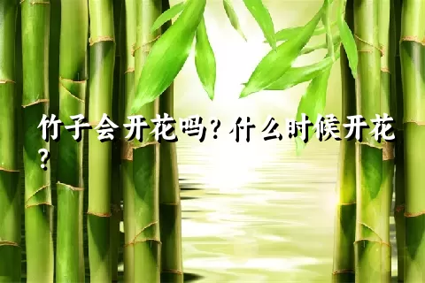 竹子会开花吗？什么时候开花？