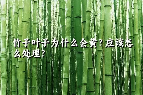 竹子叶子为什么会黄？应该怎么处理？