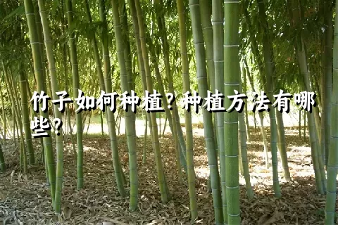 竹子如何种植？种植方法有哪些？