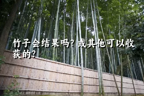 竹子会结果吗？或其他可以收获的？