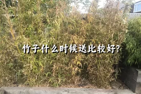 竹子什么时候送比较好？