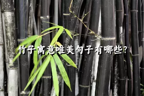 竹子寓意唯美句子有哪些？