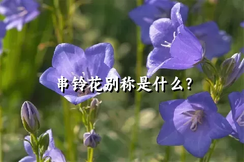 串铃花别称是什么？