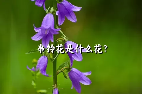 串铃花是什么花？