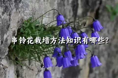 串铃花栽培方法知识有哪些？