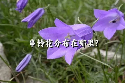 串铃花分布在哪里?